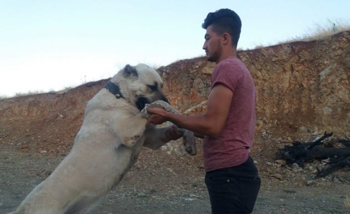 Otomobil fiyatına çoban köpeği