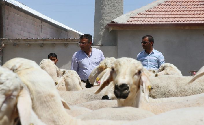 Aksaray’da kurbanlık satışlarında küçükbaş hayvan tercih ediliyor