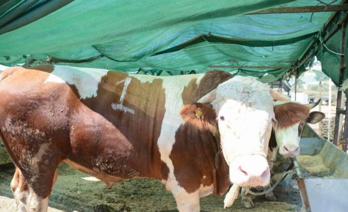 Aliağa’da kurban kesim yerleri belirlendi