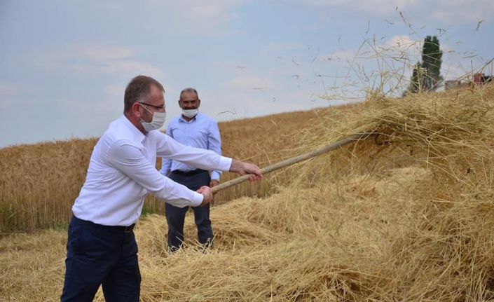 Altıntaş’ta buğday hasadı başladı