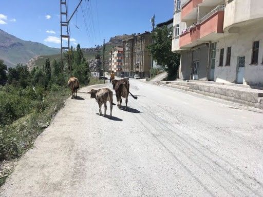 Başıboş bırakılan hayvanların sahiplerine idari ceza