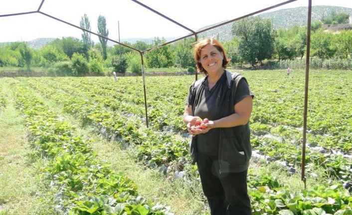 Çilek üretimine kadın eli