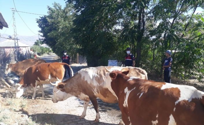 Elazığ’da kayıp  hayvanları jandarma drone ile buldu