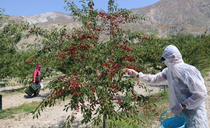 Erzincan’da vişne hasadı başladı