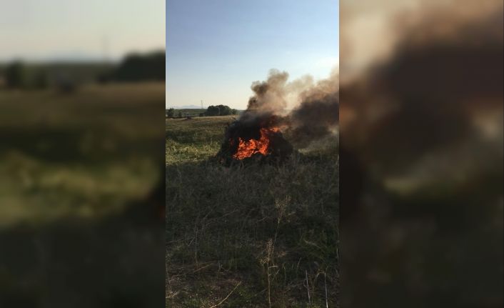 Kars’ta 34 bin 600 kök kenevir ele geçirildi