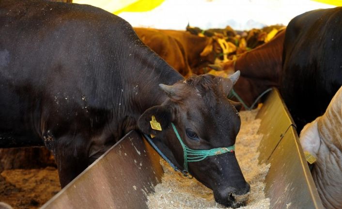 Kepez’in kurban satış yerleri belirlendi