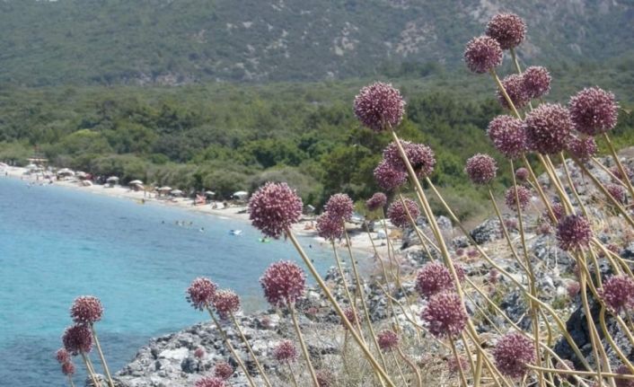 Kıyı sarımsakları Körfez’e renk kattı