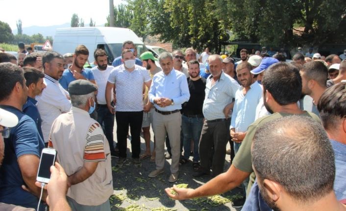 Koçarlı’da bamya isyanı