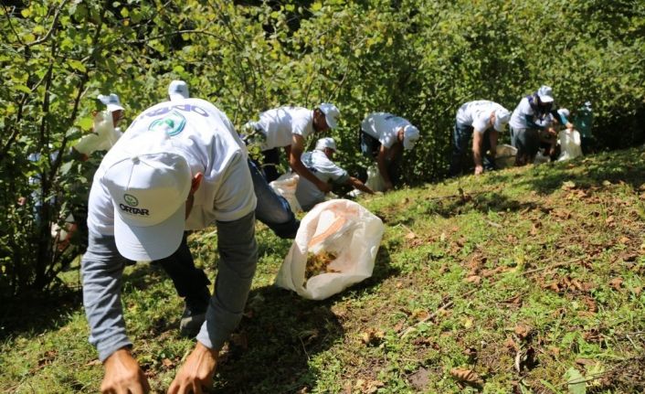 Mevsimlik fındık işçilerinin çalışma koşulları belli oldu