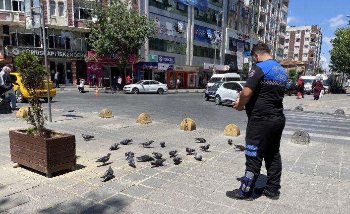 Meydanları mesken tutan güvercinleri zabıta besledi