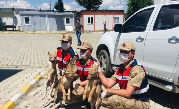 Muş’ta 3 yavru kurt, yeniden doğada