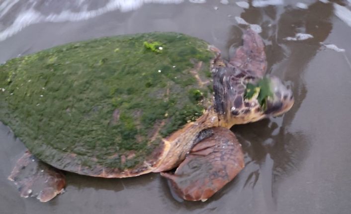 Sahilde yaralı Caretta Caretta bulundu