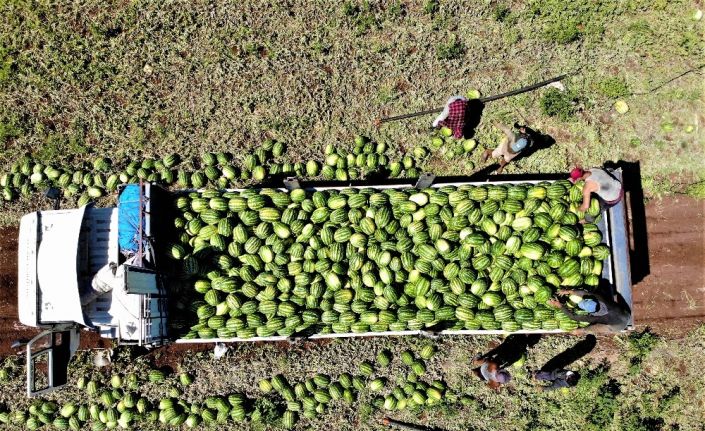 Tescilli Diyarbakır karpuzunda hasat zamanı