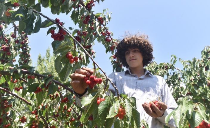 Türkiye’nin en geç kiraz hasadı Ahlat’ta yapılıyor