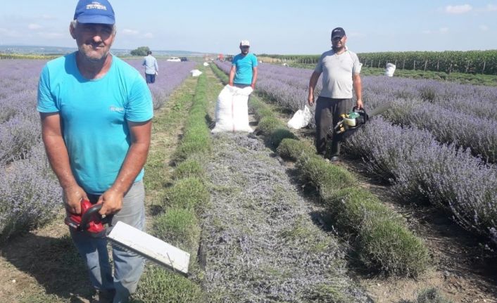 Vize’de lavanta hasadı heyecanı