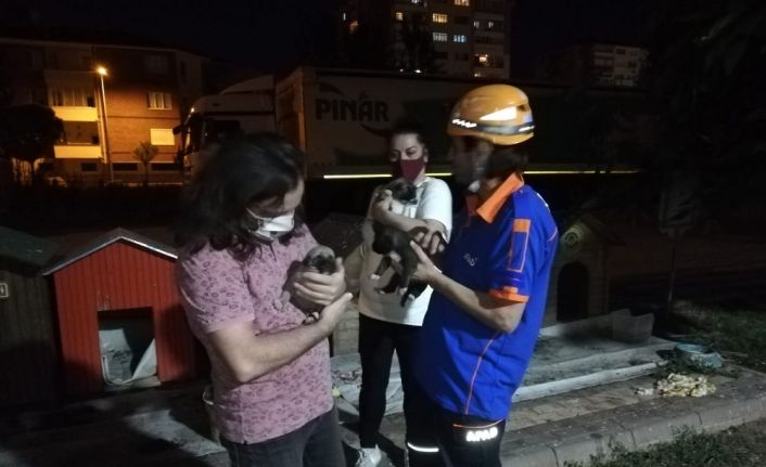 Yavru köpekler ölmeden kurtarıldı