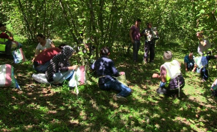 Artvin’de İmece usulü fındık toplama etkinliği