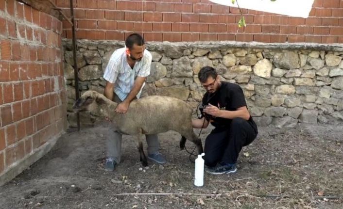 Hayvanlarda gebelik kontrolü artıyor