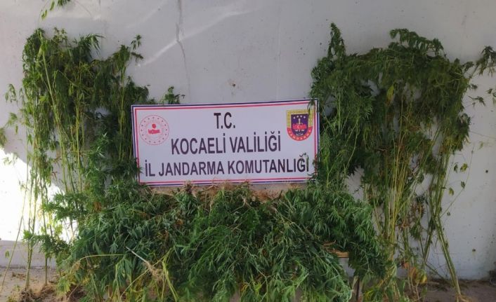 Kocaeli’de 251 kök kenevir ele geçirildi