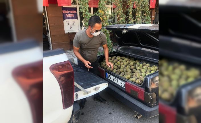 Manisa’da ağaçlara zarar veren şahıslar yakalandı