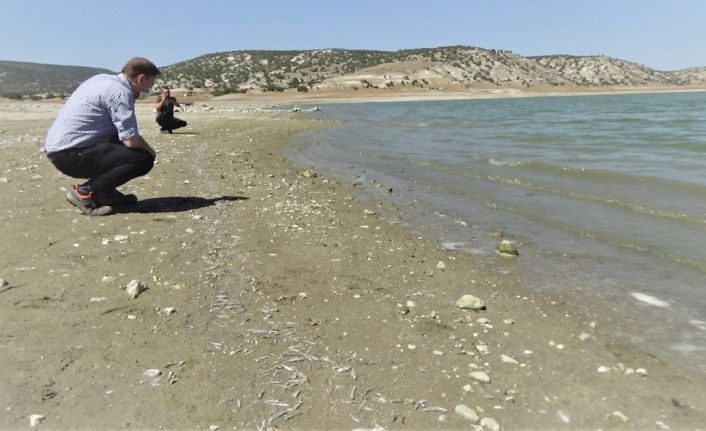 Barajda sular çekildi, binlerce balık sıcaktan öldü