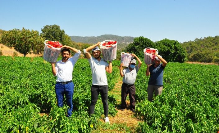 Fabrika işçisinin ektiği kapya biber köylünün umudu oldu