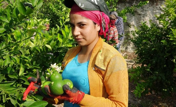 Limon diyarında hasat besmele ile başladı