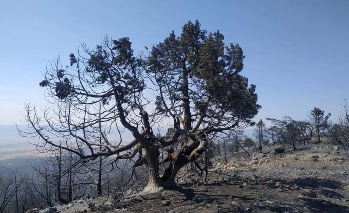 Nallıhan’daki yangında soğutma çalışmaları sürüyor