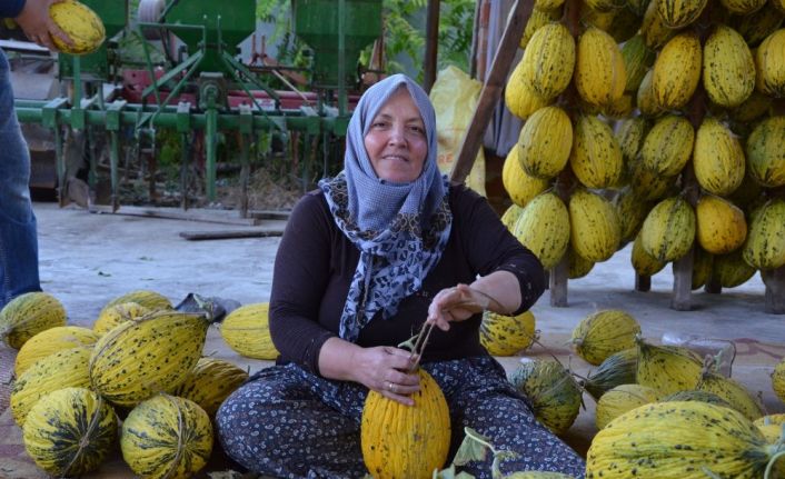 (Özel) Kırkağaç kavunu askıya alınmaya başladı