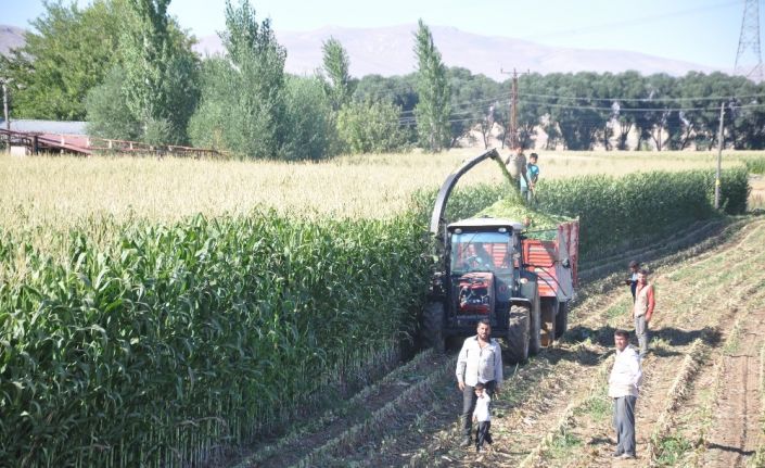 Silajlık mısır eken çiftçinin yüzü gülüyor