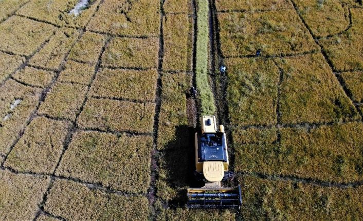 150 gün suyun içinde yetişen pirinçte hasat zamanı