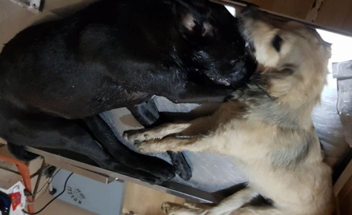 16 köpeği zehirleyerek öldürdüler...2 kişi gözaltında