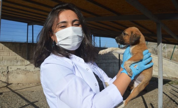 3 yılda bine yakın sokak köpeği sahiplendirildi