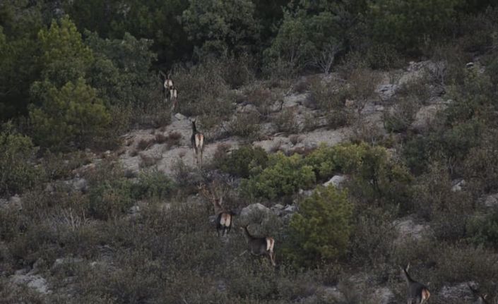 Afyonkarahisar ve Denizli’de yaban hayvanlarının envanteri çıkarıldı