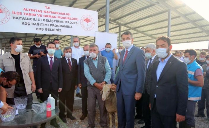 Altıntaş’ta 61 üreticiye 86 adet Merinos ırkı damızlık koç dağıtıldı