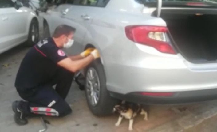 Anne kedi yavrusu kurtarılırken bir an olsun başından ayrılmadı