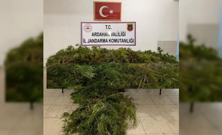 Ardahan’da 114 kök Hint keneviri ele geçirildi