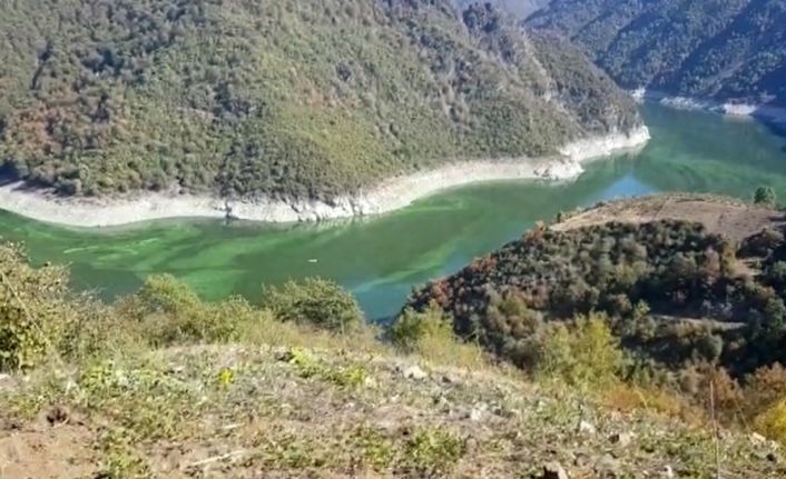 Baraj yeşile boyandı, ölü balıklar kıyaya vurdu