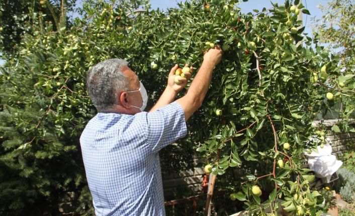 Beyşehir’de hünnap meyvesi üretimi yaygınlaştırılacak