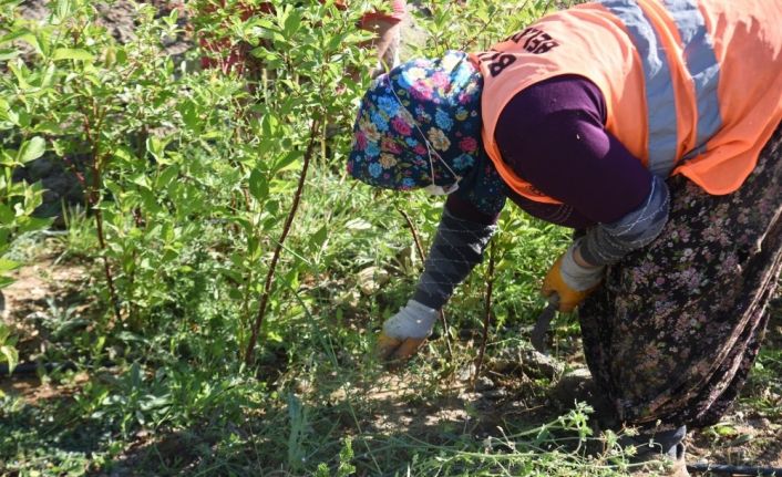 Bilecik Belediyesi tarafından üretilen saksı fidanlar toprakla buluşuyor