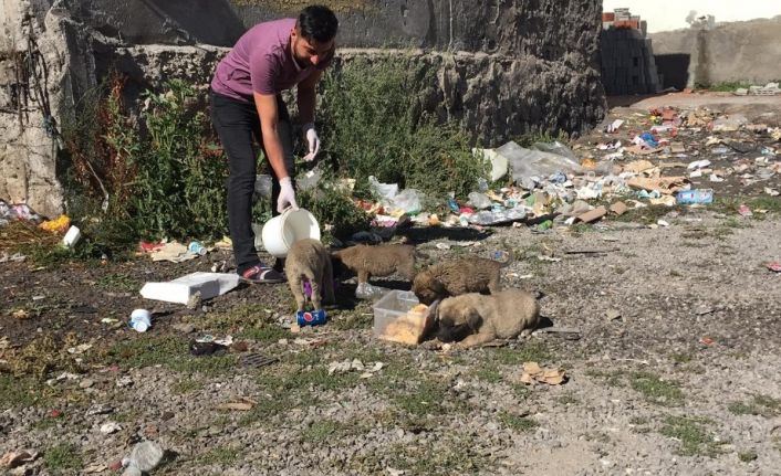 Bingöllü aşçıdan, çöp kenarlarında bulduğu yavru kedi ve köpeklere vefa