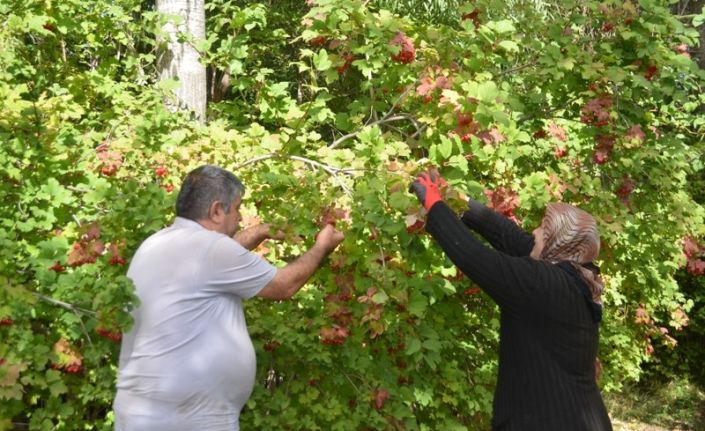 Bünyan’da Gilaburu hasadı başladı