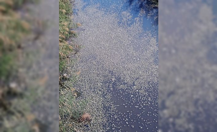 Bursa’da çevre felaketi...Binlerce balık telef oldu