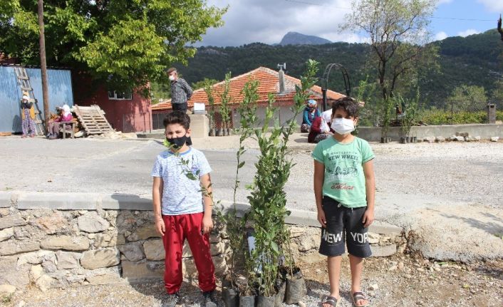 Büyükşehir, Manavgat’ta defne fidanı yardımı yaptı