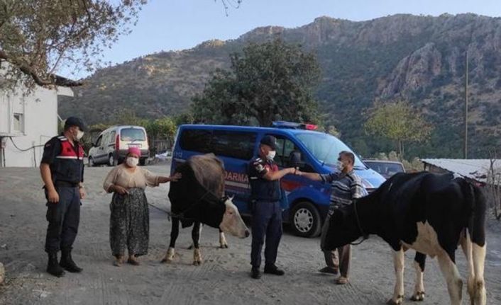 Çalınan hayvanları jandarma buldu