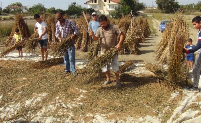 Emekli turizmci yakılan susam saplarını samana çevirip ekonomiye kazandırdı