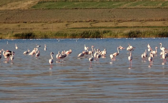 Erçek Gölü’ndeki flamingolar göz kamaştırdı