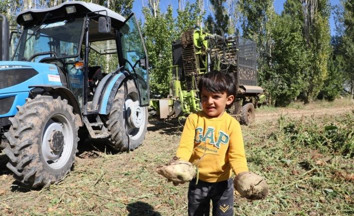 Erzincan’da şeker pancarı hasadı başladı