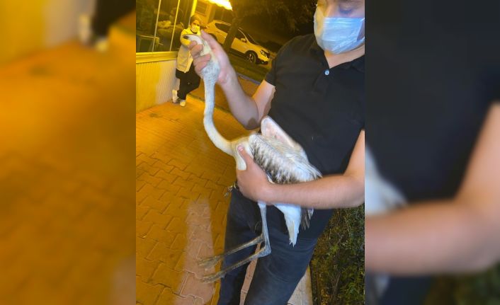 Göç yolunu şaşıran yavru flamingoya belediyeden şefkat eli