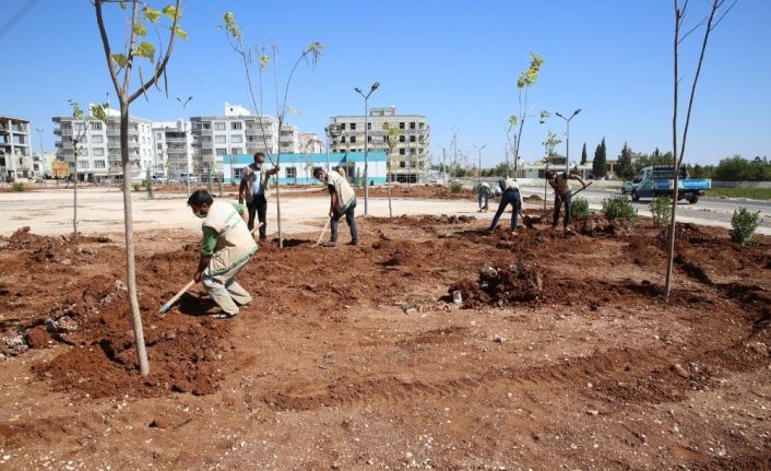 Haliliye’de parklar ağaçlandırılıyor